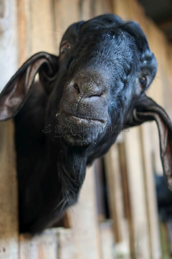 Similar – Image, Stock Photo Domestic pig looks out of his stable