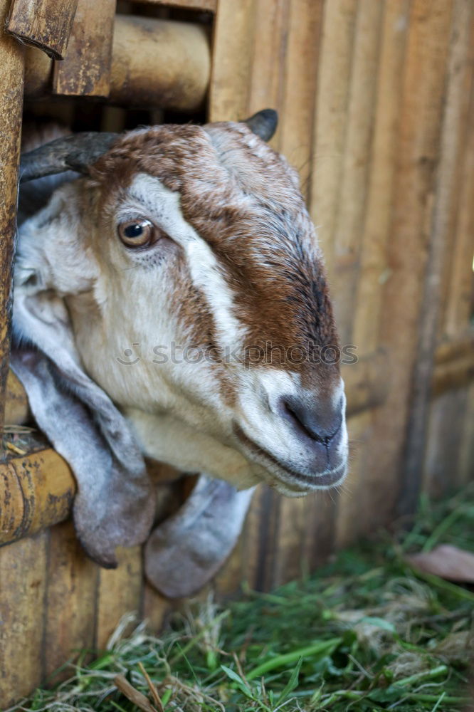 Similar – Image, Stock Photo hungry mouths… Animal