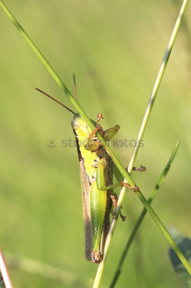 Similar – Macro of a small brown grasshopper