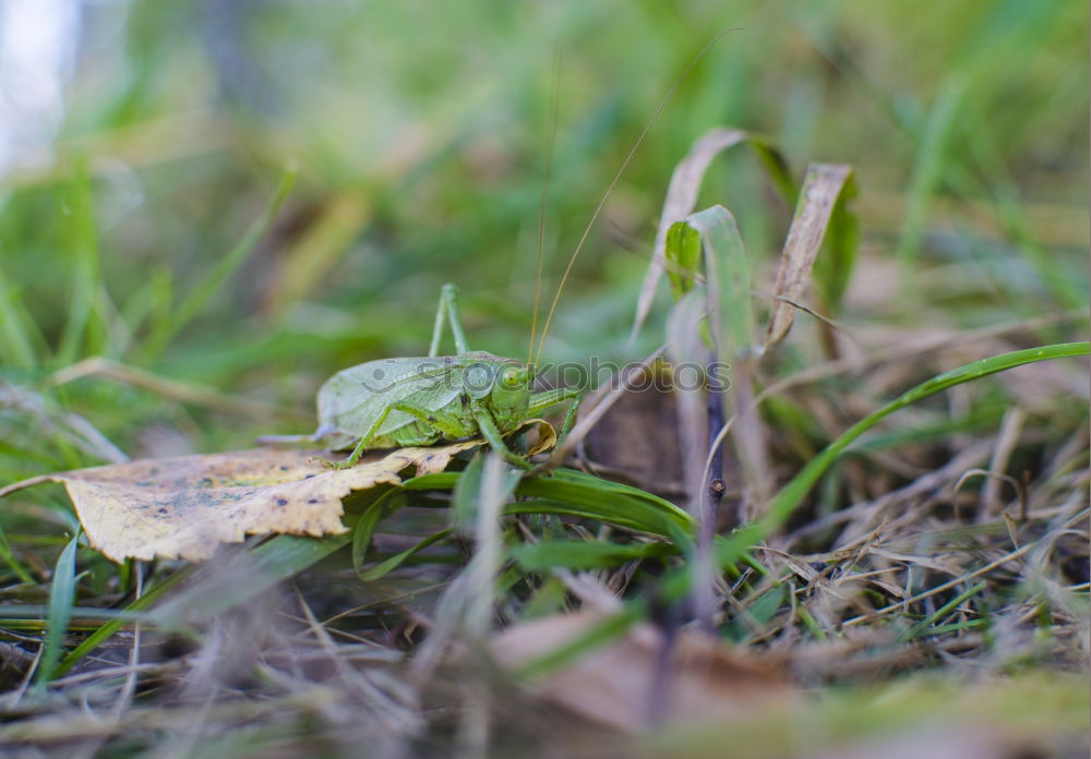 Similar – dead meadow Meadow Grass