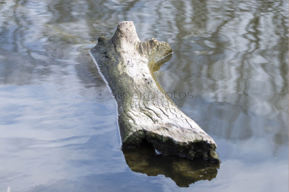 Similar – Image, Stock Photo driftwood Wood Lake Tree