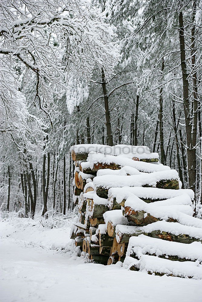 Similar – Forstarbeiten Holz Säge