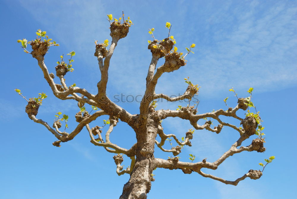 Similar – Branch of a corkscrew hazel bush with hazel catkin in front of a blue sky