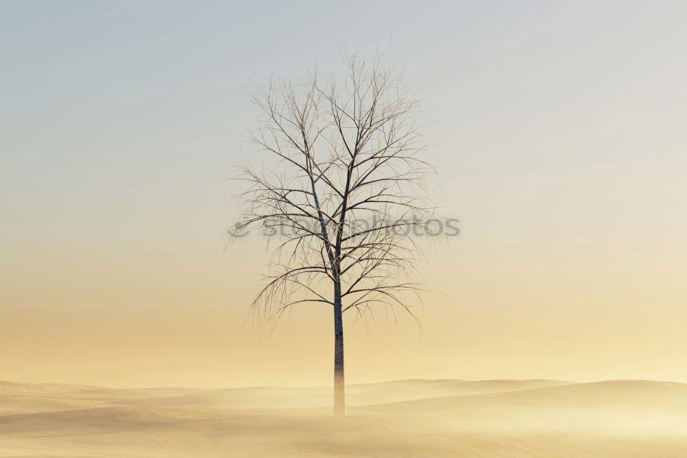 Image, Stock Photo Sunset in Baden Tree