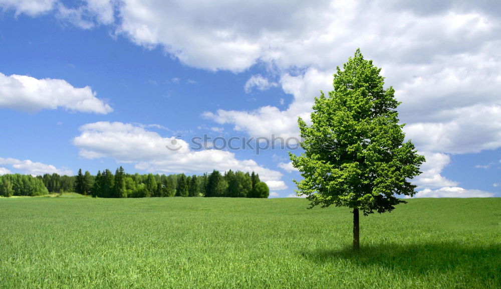 Similar – Image, Stock Photo Family Baum Tree Green