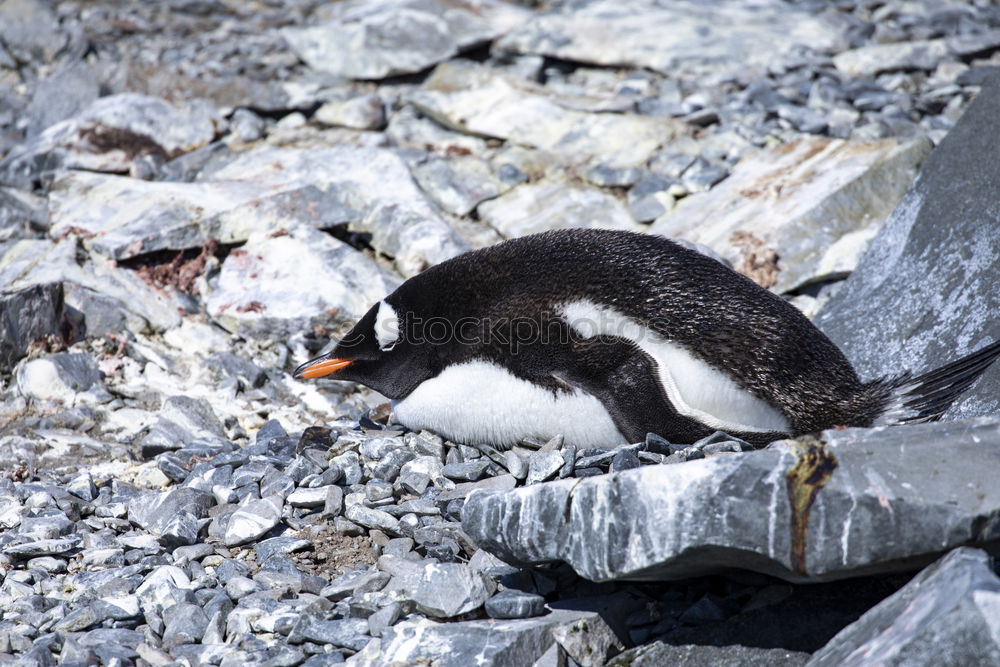 Similar – Arctic penguins Nature