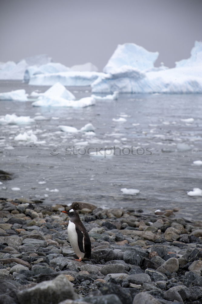 Similar – Gentoo penguins standing on the rocks and cruise ship