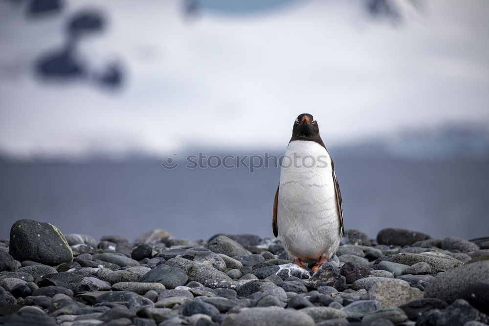 Similar – Penguin near the sea Coast