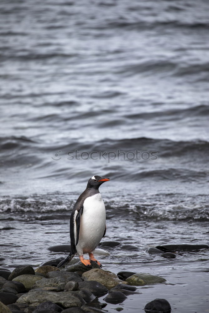 Similar – Arctic penguins Nature