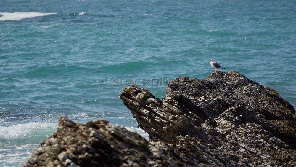 Similar – Storks nest on the Portuguese coast