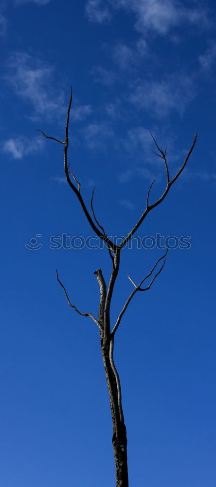 Similar – Image, Stock Photo spring Tree Leaf Green