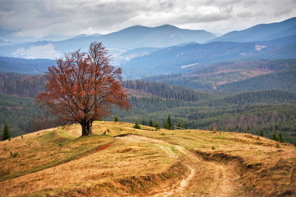 Lone tree in Carpathian autumn mountains