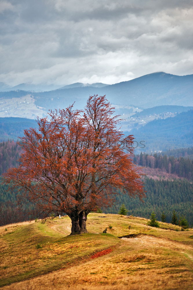 Similar – Foto Bild zerbrechlich Umwelt Natur