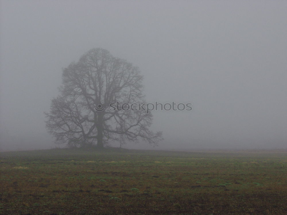 Similar – Foto Bild Der Baum 2 Feld Wiese