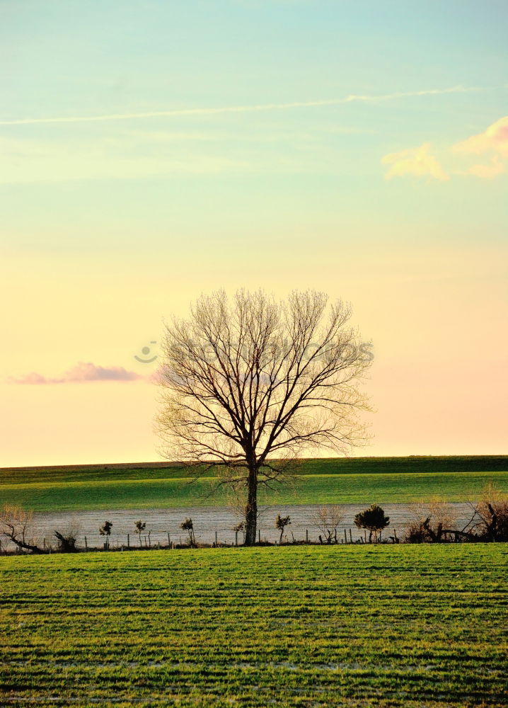 Similar – a tree Tree Wood Field