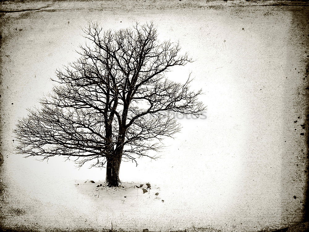 Similar – Image, Stock Photo Tree 1 Winter Environment