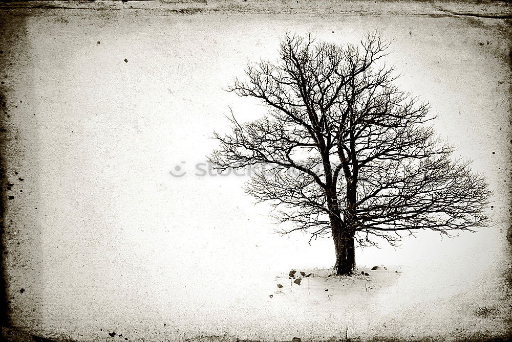 Similar – Image, Stock Photo Tree 1 Winter Environment