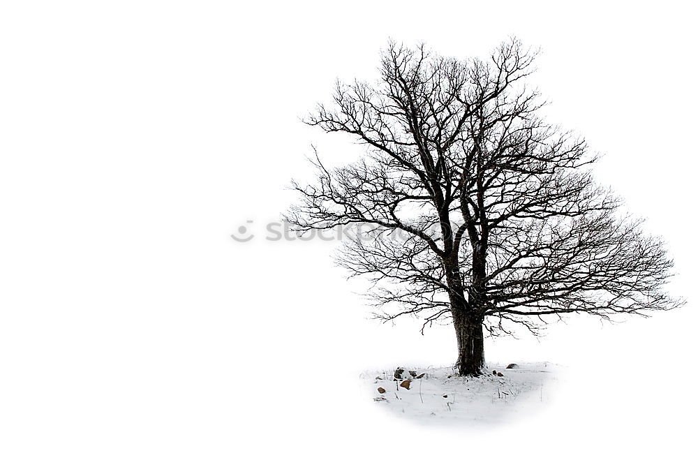 Similar – Foto Bild Tauwetter´s Natur