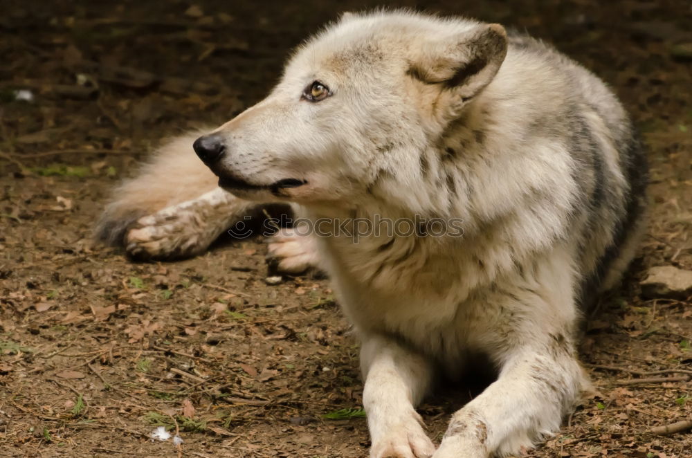 Similar – Image, Stock Photo dog tired