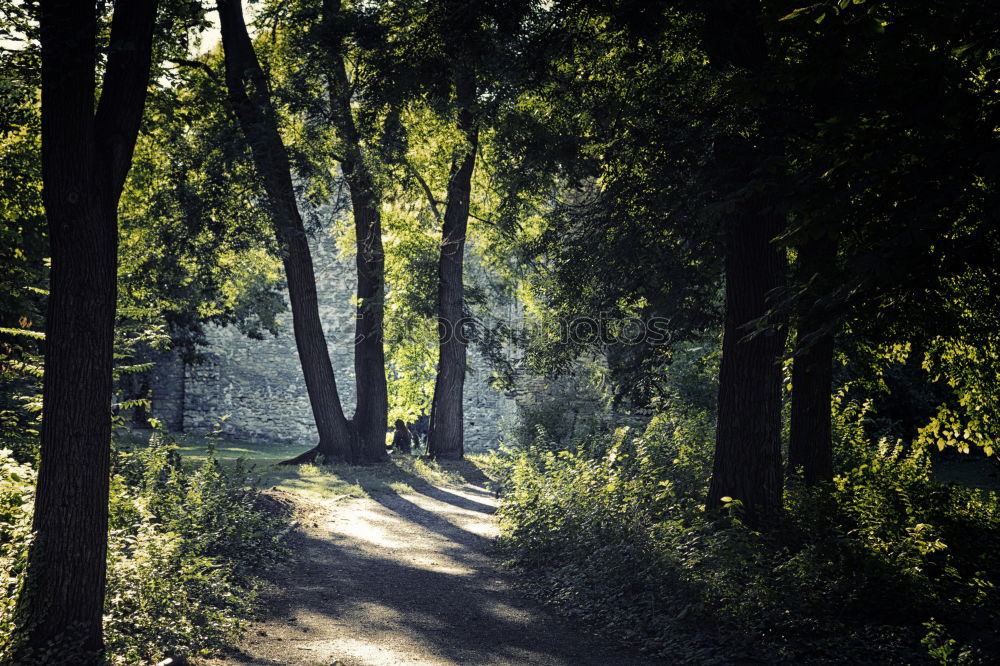 Similar – Image, Stock Photo Rays of hope on the wooden path of life