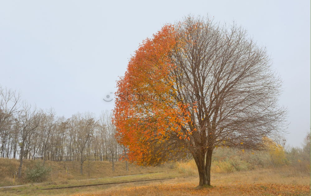 Similar – Autumn Revisited. Nature