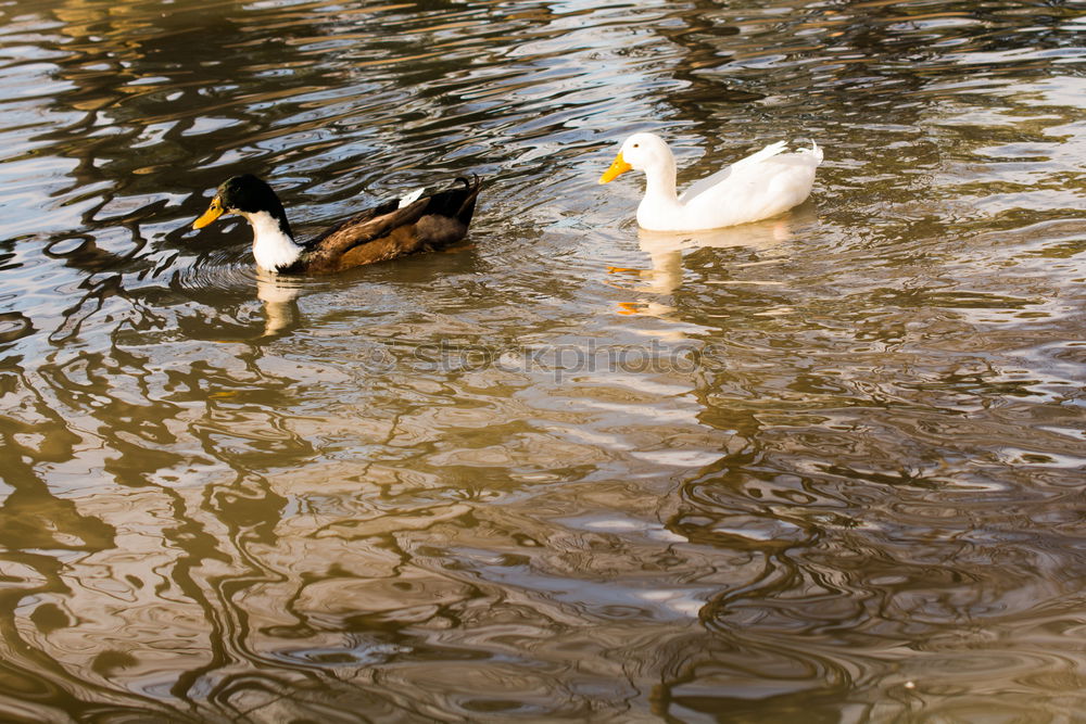 Similar – Foto Bild Erste Gehversuche Umwelt