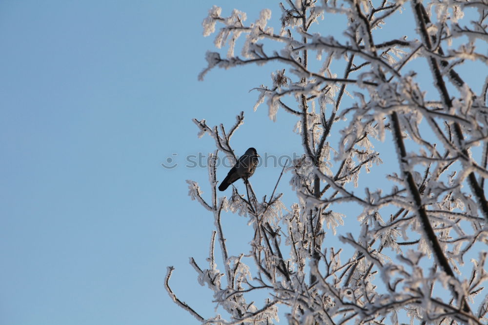 Similar – Image, Stock Photo raven Raven birds