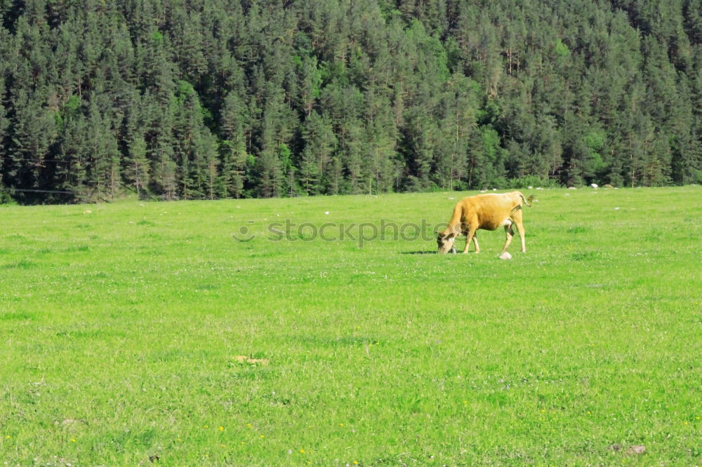 Similar – Horses in forest on green meadow