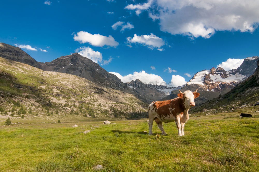 Similar – Portrait: Lying Alpine cow