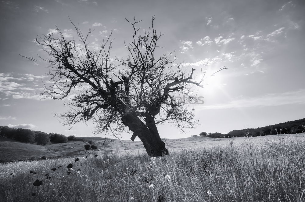 Similar – schattiges Plätzchen Natur