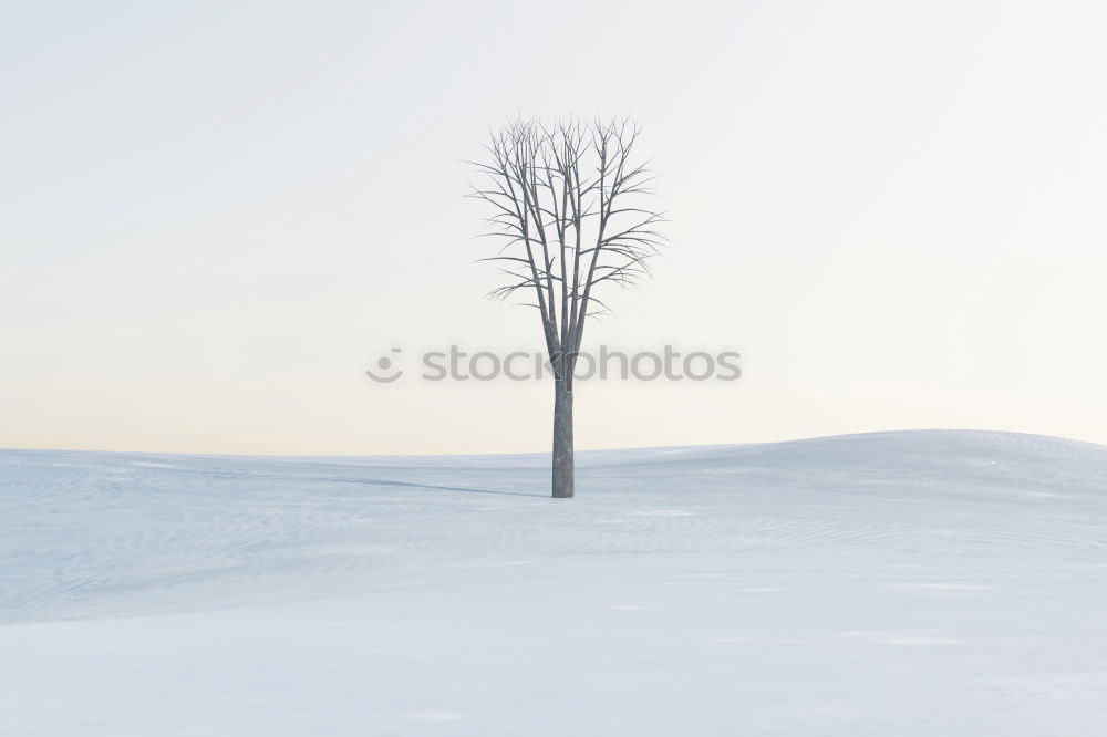 Similar – freigestellter baum Winter