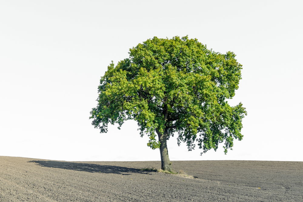 Similar – Image, Stock Photo Dream Tree V Autumn Clouds