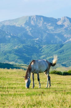 Similar – Image, Stock Photo Horse by Song Kul lake