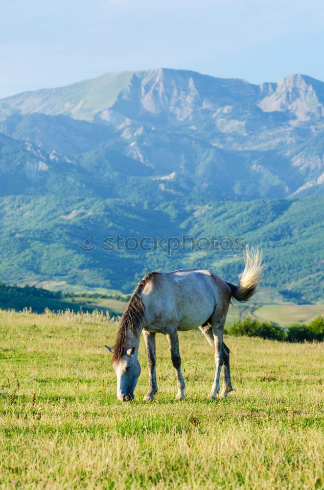 Similar – Image, Stock Photo Horse by Song Kul lake