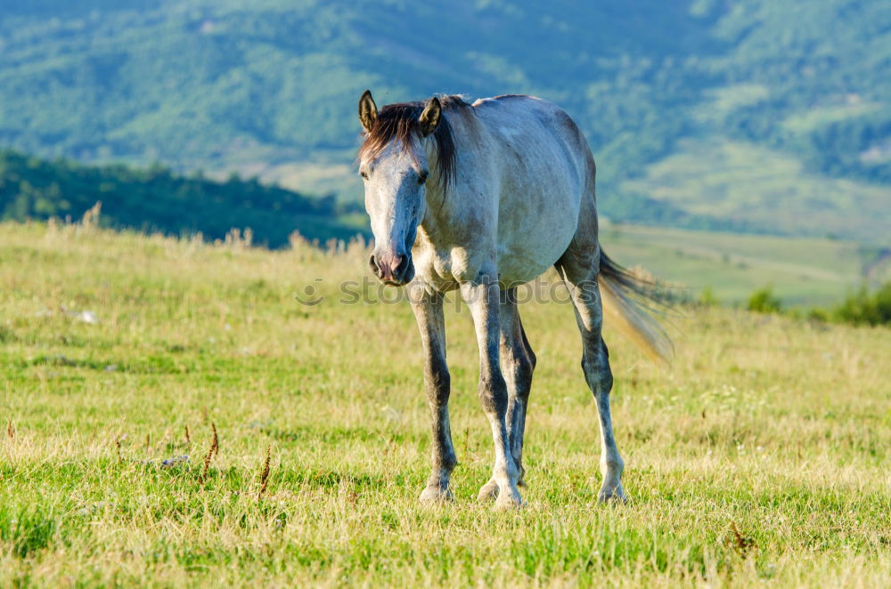 Similar – Image, Stock Photo Haflinger. Horse Pasture