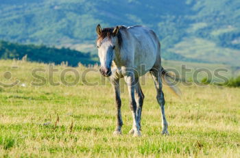 Similar – Image, Stock Photo Haflinger. Horse Pasture