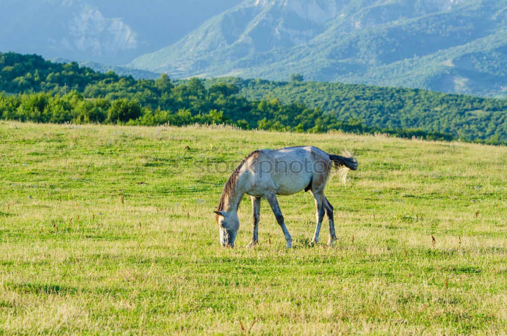 Similar – Landscape of horse on the grasslands