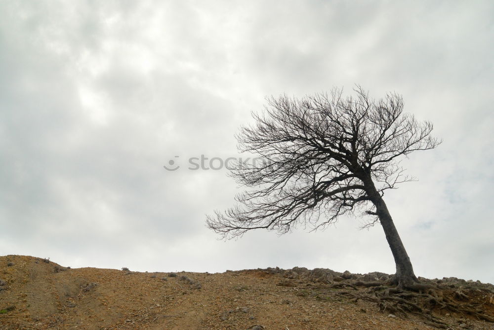 Similar – Image, Stock Photo the desert lives Dubai