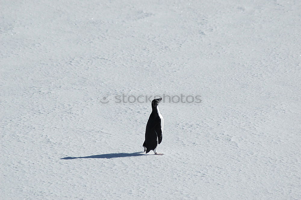 Image, Stock Photo pick up Nature Elements