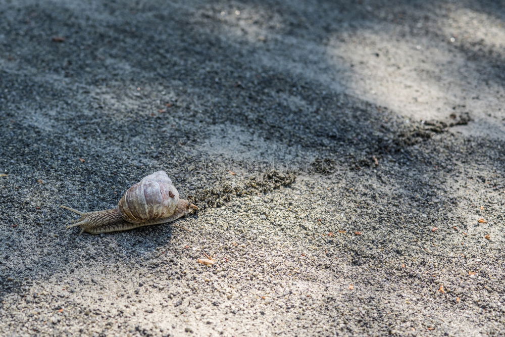 Similar – Snail on ice…. Winter