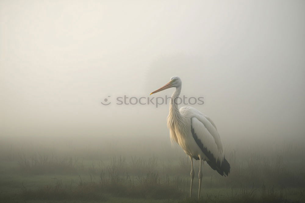 Similar – Image, Stock Photo Hey, Dude! Environment