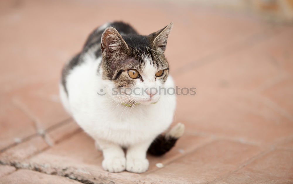 Image, Stock Photo Strays on Crete Summer