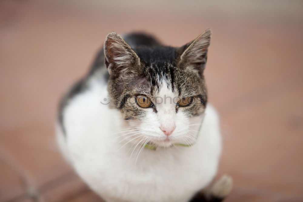 Similar – cute mottled cat Beautiful