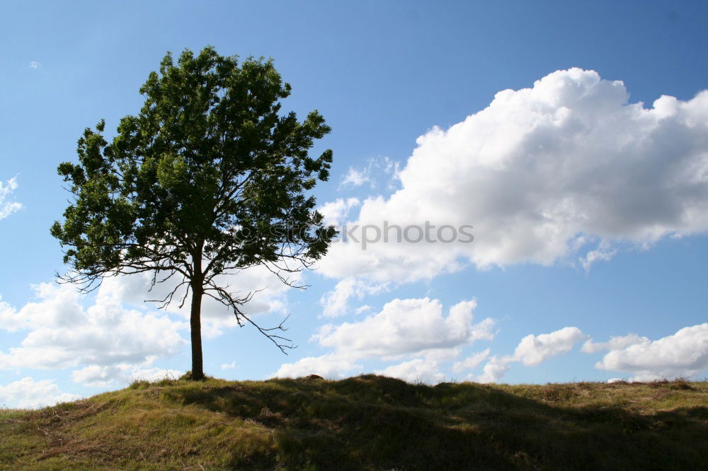 Similar – Image, Stock Photo moon tree Tree Meadow