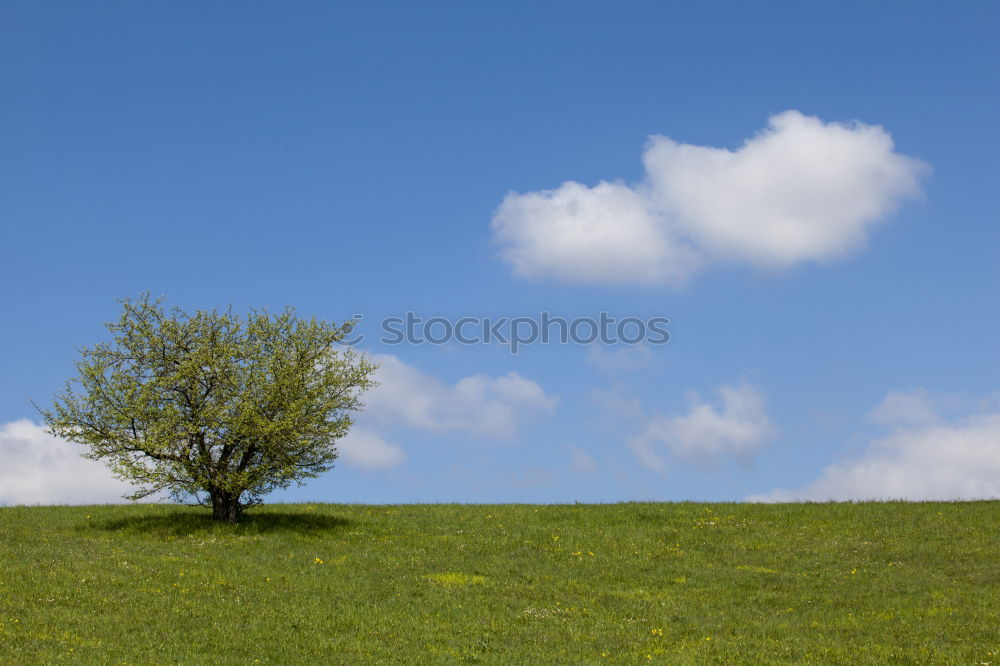 Similar – Image, Stock Photo Trees in rank and file