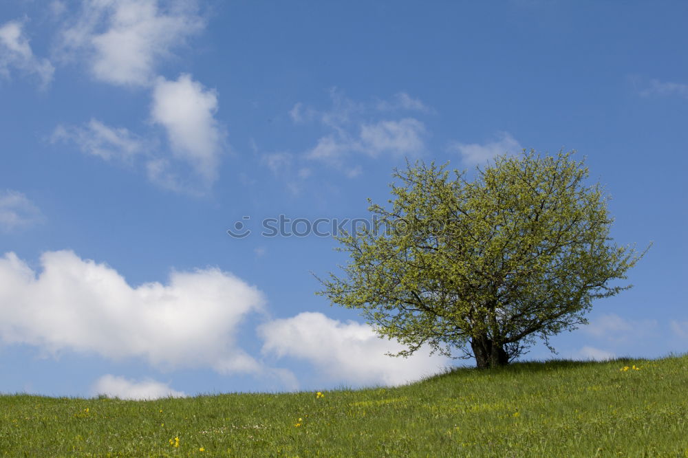 the lonely tree