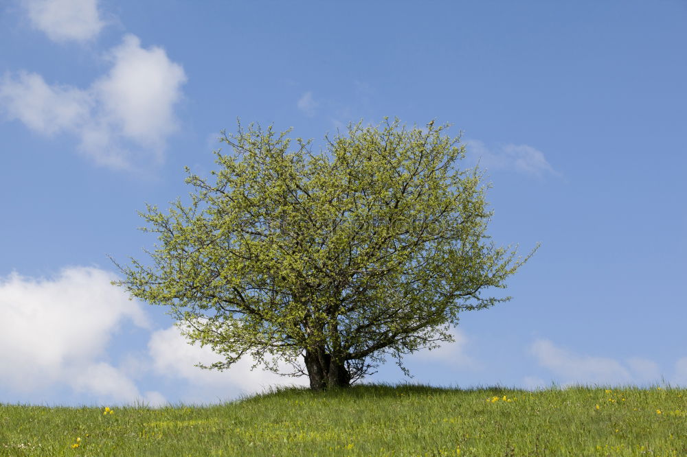 Similar – Image, Stock Photo Dream Tree V Autumn Clouds