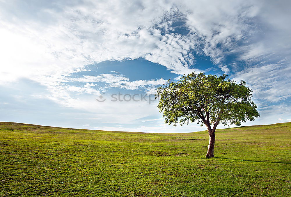 Image, Stock Photo moon tree Tree Meadow