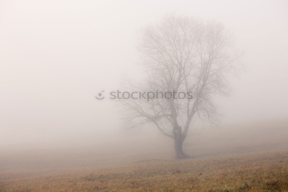 Similar – tree-race Dark Tree Meadow