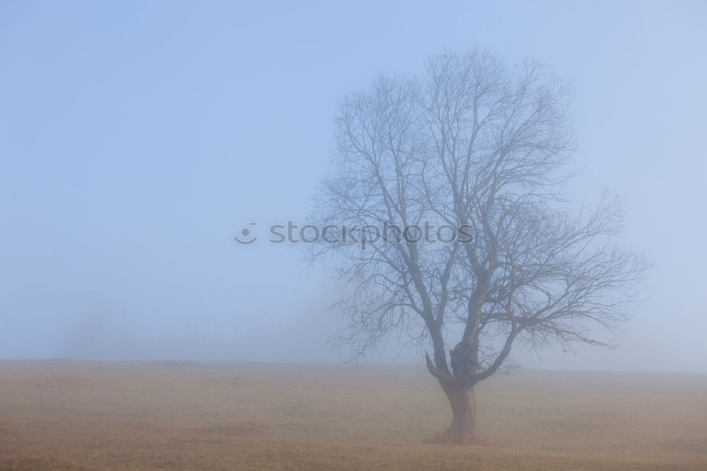 Similar – Beagle vor Baum Hund Wiese